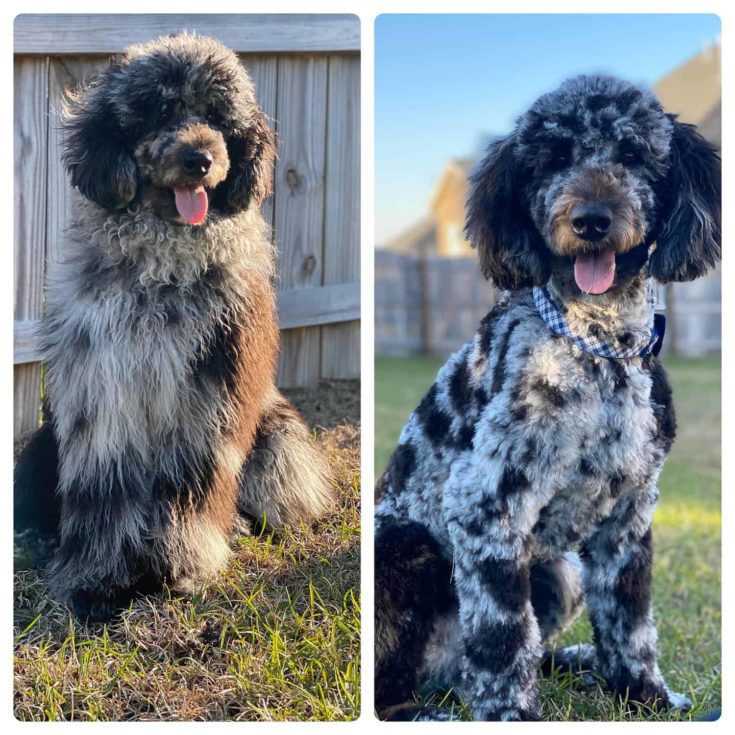 Shaggy To Chic Aussiedoodle e1646023933624