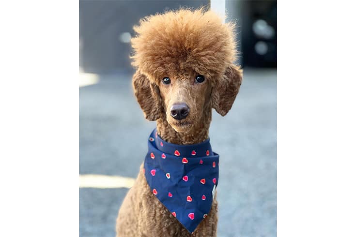 Shaved face poodle with Necktie