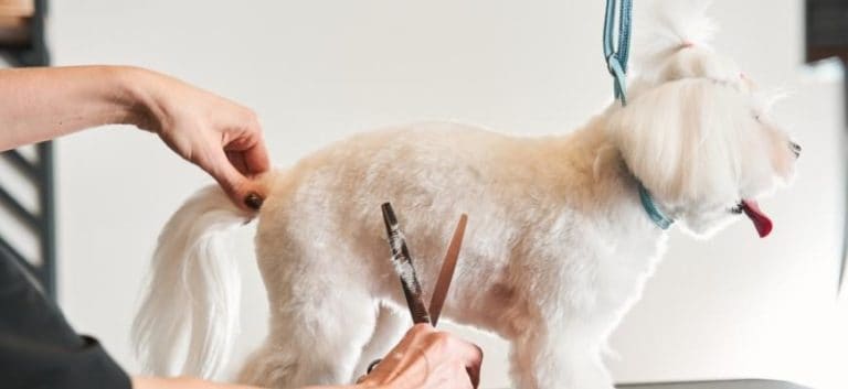 Small maltipoo dog standing on table while being haircut