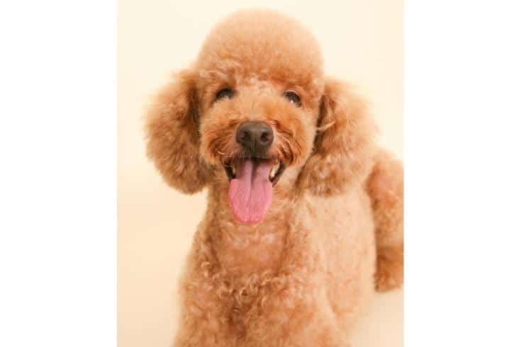 Smiling brown poodle