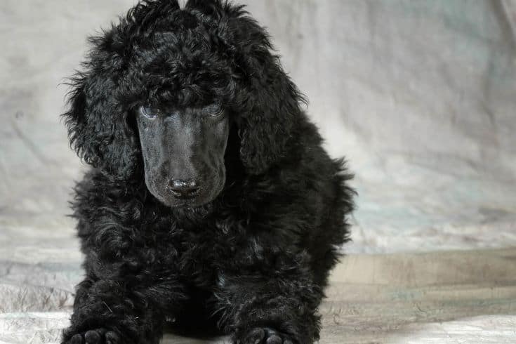 Stunning Black Poodle