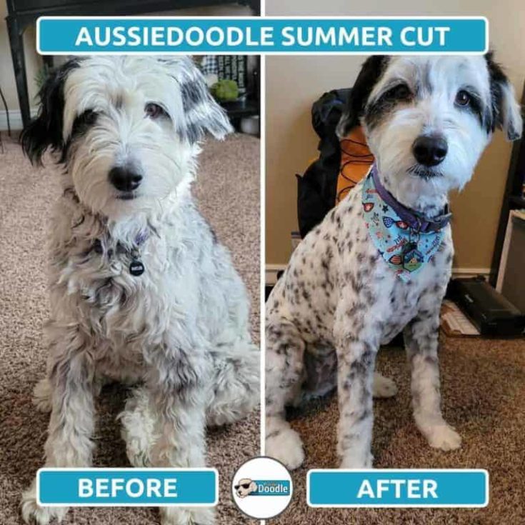 Summer Cut Before And After e1646027579225