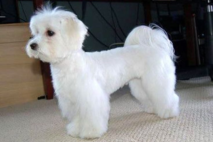 Tail Styles of Maltipoo