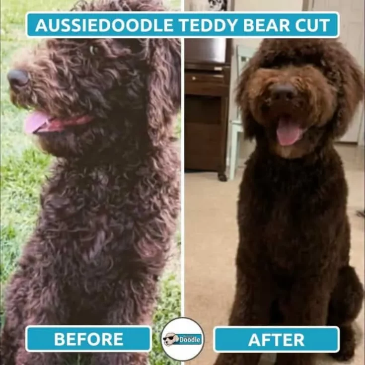 Teddy Bear Before And After e1646026879282