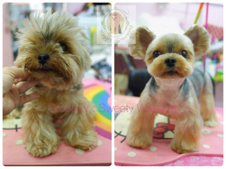 Teddy Bear Before And After e1646069492775