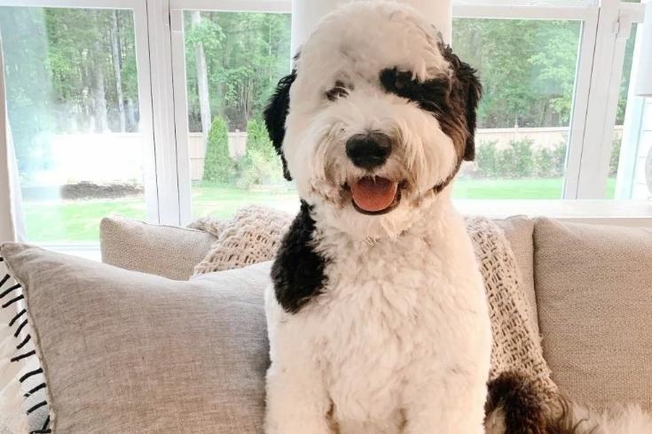 29 Cute Sheepadoodle Haircut Ideas - All The Different Types and Styles