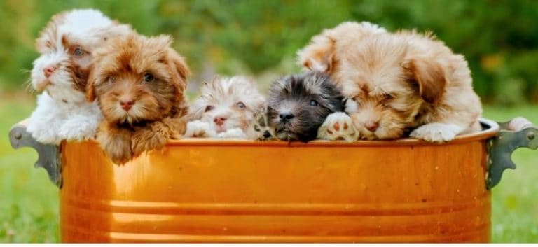 The metal trough from which Shih Poo dog puppies peep