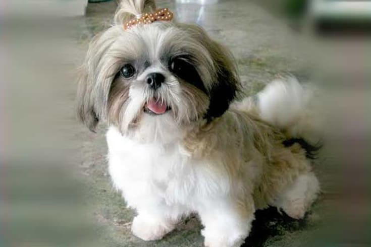 22 Cute Shih Poo Haircut Ideas - All The Different Types and Styles