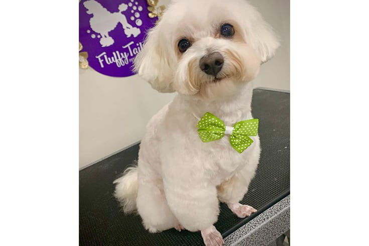 Town And Country Cut Maltipoo