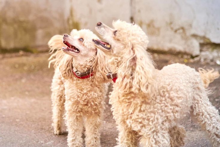 Two cute poodle of a light color with a collars e1645805136630