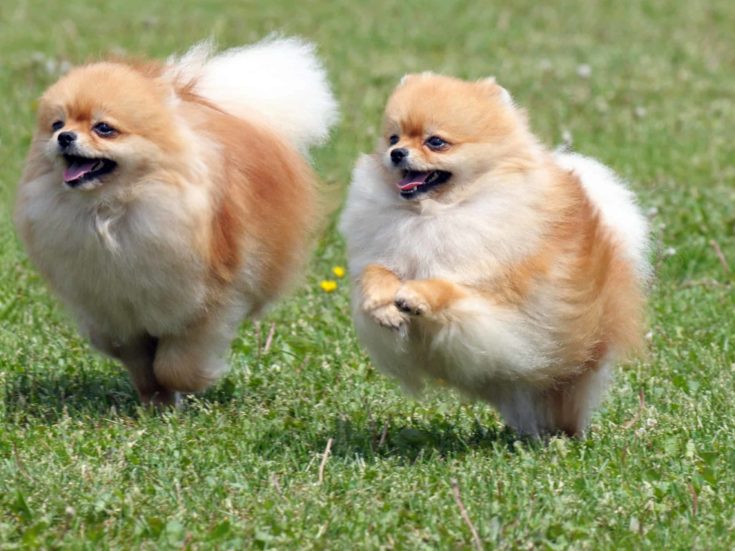 Two pomeranian spitzes on the meadow scaled e1643713101354