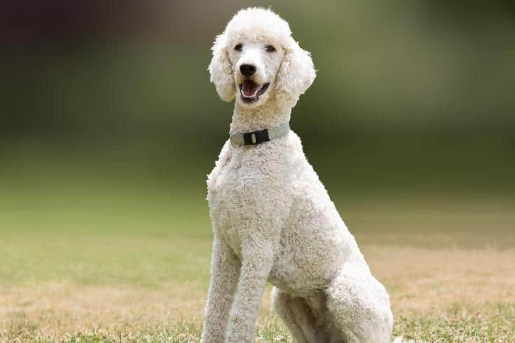 White poodle dog portrait