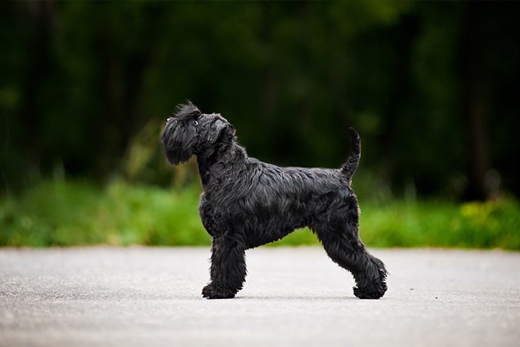 Young Miniature Schnauzer is standing in profile