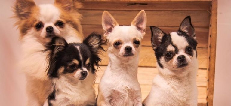 a group of chihuahuas