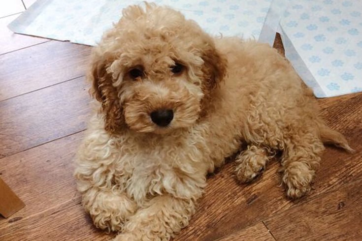 apricot cockapoo puppy on the floor