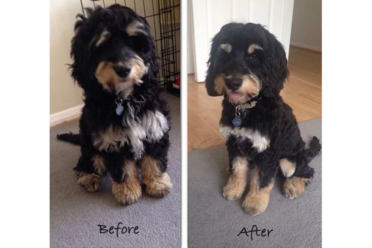 before and after black cockapoo haircut