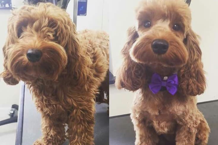 before and after haircut of cockapoo with purple ribbon