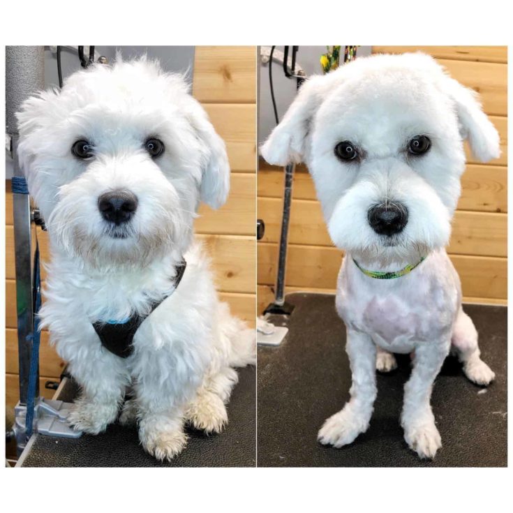 before and after haircut of maltese e1644131424643