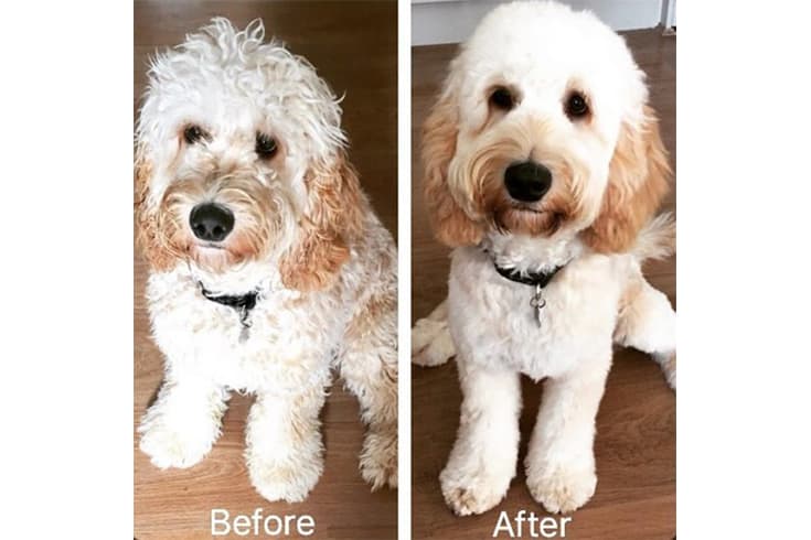before and after white cockapoo haircut