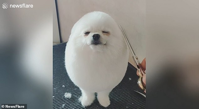 big fluffy snowball