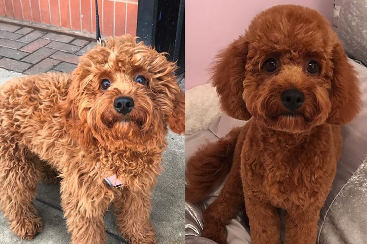 cavapoo haircut before and after