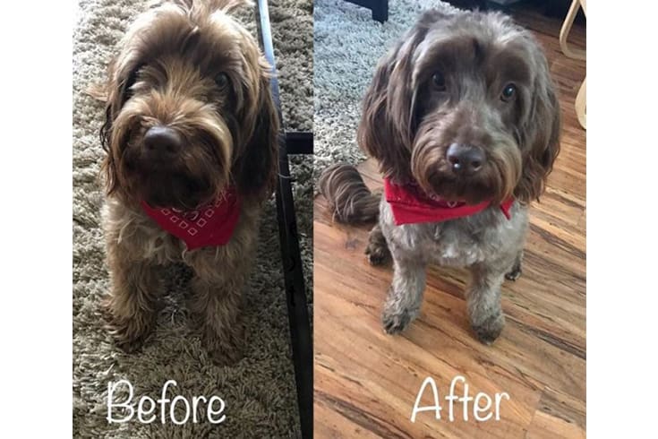 cockapoo new haircut before and after