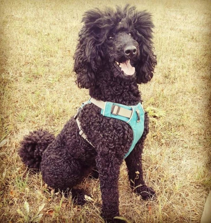 curly black hairstyle poodle e1645805307206