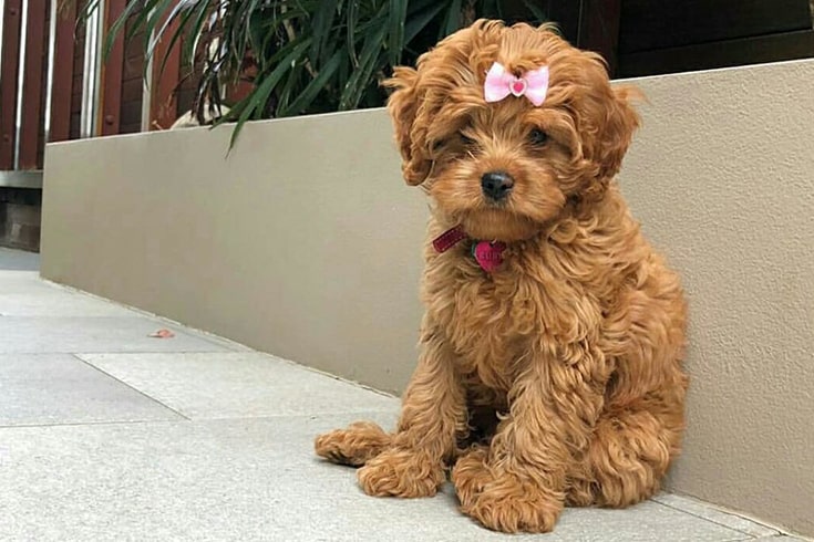 cute cavapoo with pink ribbon on the head