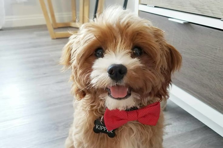 cute cavapoo with red ribbon
