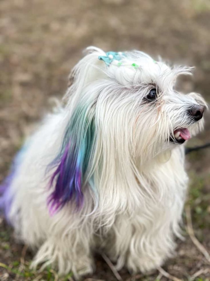 funny maltese dog with colored strands walk e1644130796801