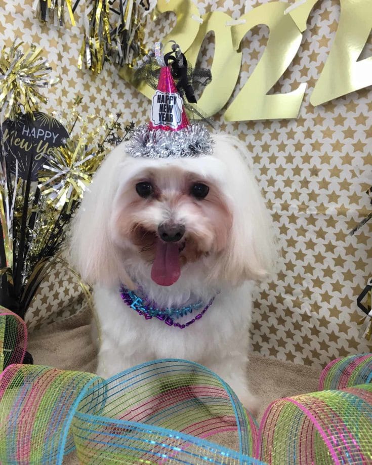 maltese with party hat e1644130373927