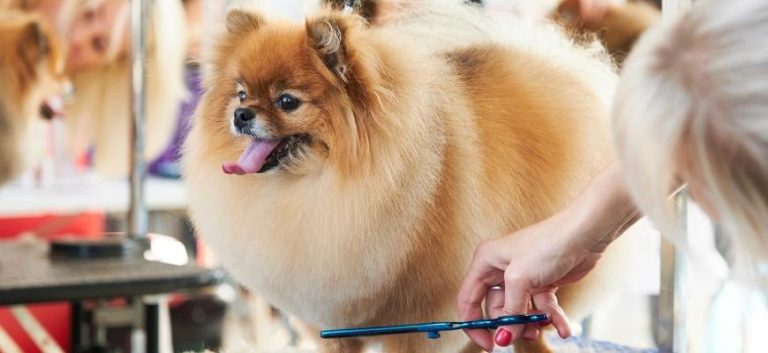 pomeranian during a haircut with scissors on the table