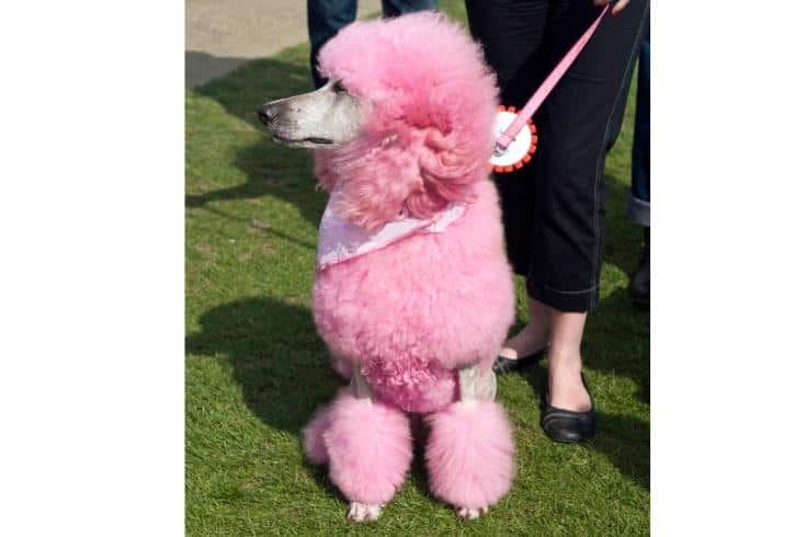 poodle in pink