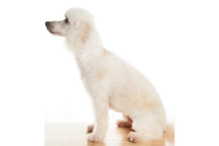 white poodle in profile