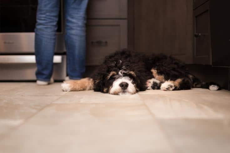 A cute black and white bernadoodle puppy sleeping on the kitchen
