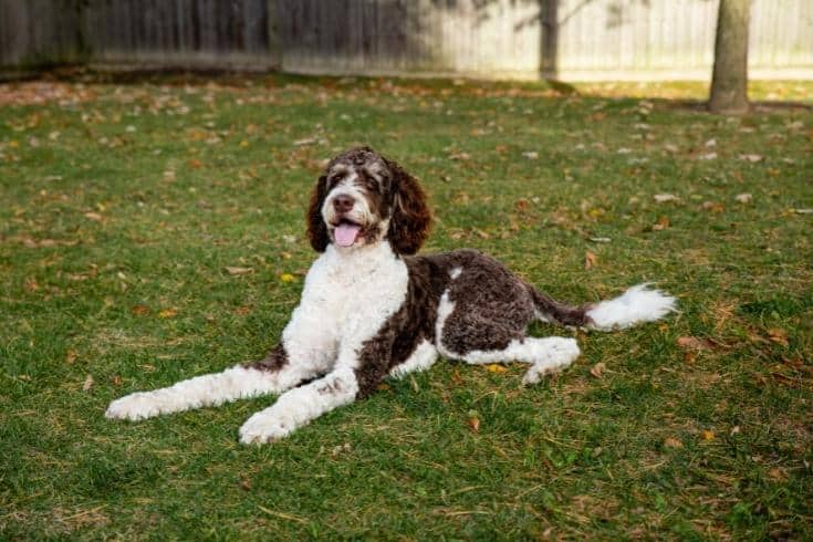 Adult brown and white bernedoodle dog laying on the grass outdoors