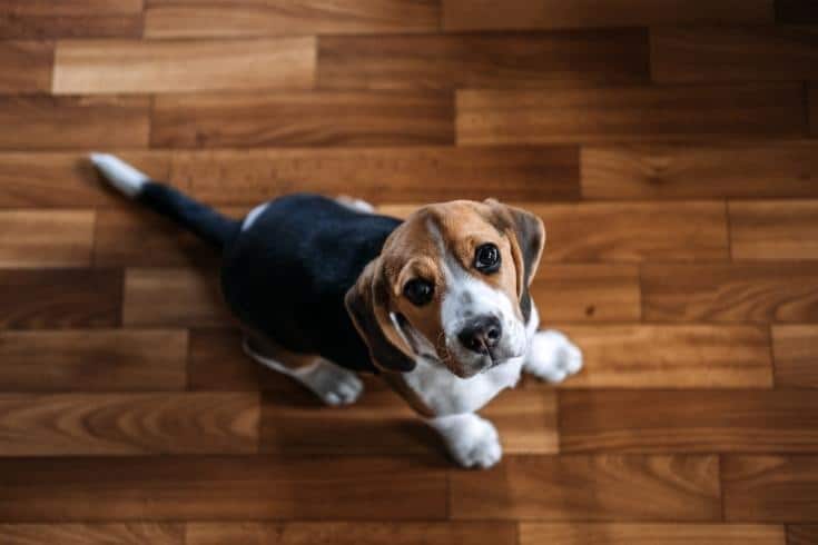 Beagle in the floor