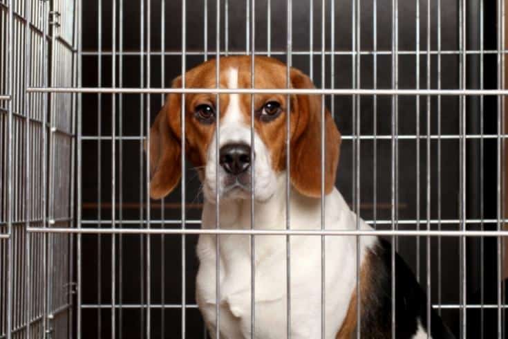 Beagle inside the crate