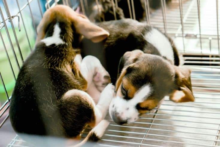 Beagle puppy sleeping in the cage