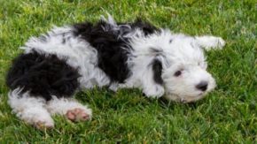 7 Best Sheepadoodle Rescues For Adoption