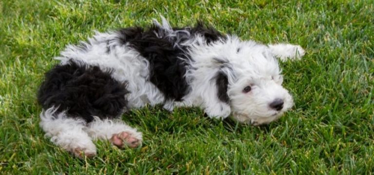 Best Sheepadoodle Rescues For Adoption