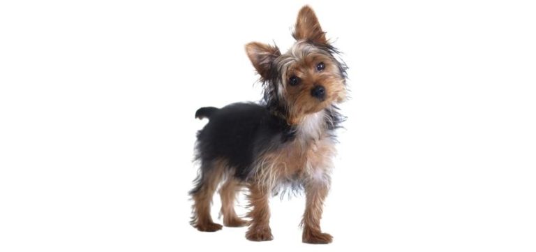 Best Yorkie Rescues For Adoption In Ohio