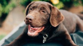 5 Best Lab Rescues for Adoption In North Carolina
