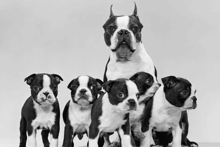 Boston terrier with litter of five week old puppies
