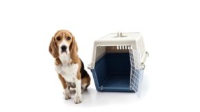 Do Dogs Like Crates? Truths And Misconceptions