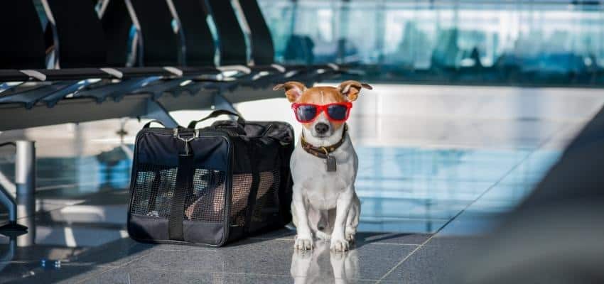 Dog Crates For Airlines