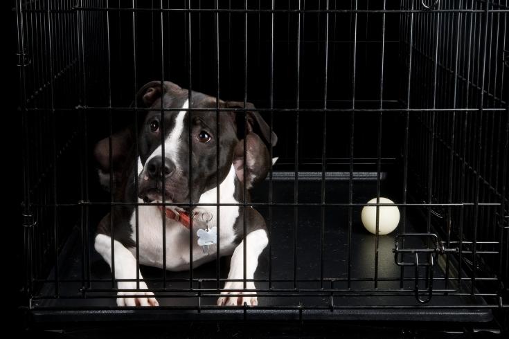Dog with a ball in a crate