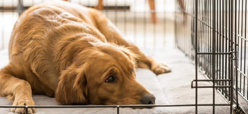 Female Golden Retriever Lies in Her Dog Crate