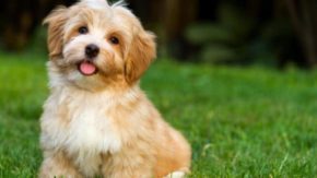 24 Cute Havanese Haircut Ideas – Different Types and Styles
