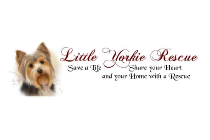 Little Yorkie Rescue